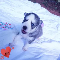 AKC OFA & Embark Parents, a male Siberian Husky for sale in Anderson, SC – 5 of 10