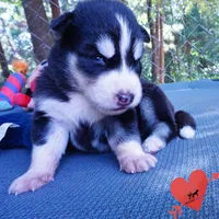 OFA & Embark Tested - Luffy, a male Siberian Husky for sale in Anderson, SC – 7 of 10