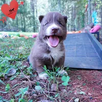 Solid Brown Embark OFA AKC - Nami, a female Siberian Husky for sale in Anderson, SC – 2 of 10