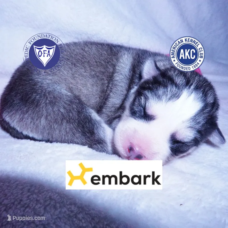AKC OFA & Embark Parents – Siberian Husky puppy for sale in Anderson, SC