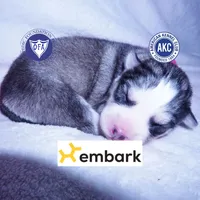 AKC OFA & Embark Parents, a male Siberian Husky for sale in Anderson, SC – 1 of 10