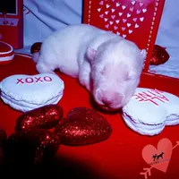 AKC White OFA & Embark, a female Siberian Husky for sale in Anderson, SC – Photo 2 of 5