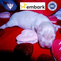 AKC White OFA & Embark, a female Siberian Husky for sale in Anderson, SC – Photo 1 of 5