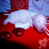 AKC White OFA & Embark, a female Siberian Husky for sale in Anderson, SC – Photo 4 of 5