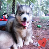 Black/white AKC OFA Embark - Gerogina, a male Siberian Husky for sale in Anderson, SC – 8 of 10