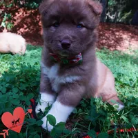 AKC Solid Brown OFA & Embark, a female Siberian Husky for sale in Anderson, SC – 6 of 10