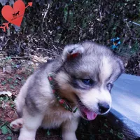 OFA & Embark Tested Parents - Usopp, a male Siberian Husky for sale in Anderson, SC – 2 of 10