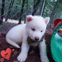 Solid White Female AKC OFA, a female Siberian Husky for sale in Anderson, SC – 8 of 10