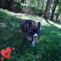 AKC Agouti Embark & OFA Parents, a female Siberian Husky for sale in Anderson, SC – 5 of 10