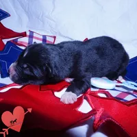 Solid Black AKF OFA Embark - Zoro, a male Siberian Husky for sale in Anderson, SC – 2 of 10