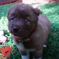AKC Solid Brown OFA & Embark, a female Siberian Husky for sale in Anderson, SC – 4 of 10