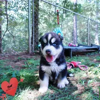 OFA & Embark Tested - Luffy, a male Siberian Husky for sale in Anderson, SC – 7 of 10