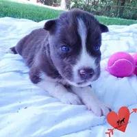 Embark & OFA Tested Parents, a male Siberian Husky for sale in Anderson, SC – 6 of 10