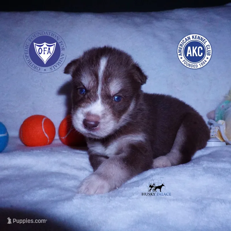 AKC OFA Brown/white – Siberian Husky puppy for sale in Anderson, SC