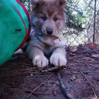 Brown/white AKC Embark OFA, a female Siberian Husky for sale in Anderson, SC – Photo 6 of 10