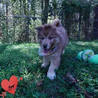 Brown/white AKC Embark OFA, a female Siberian Husky for sale in Anderson, SC – Photo 8 of 10