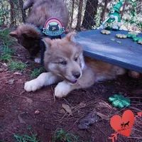 Brown/white AKC Embark OFA, a female Siberian Husky for sale in Anderson, SC – Photo 5 of 10