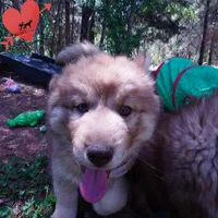 Brown/white AKC Embark OFA, a female Siberian Husky for sale in Anderson, SC – Photo 7 of 10