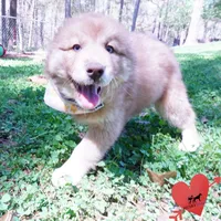 Brown/white AKC Embark OFA, a female Siberian Husky for sale in Anderson, SC – Photo 4 of 10