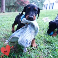 AKC Euro OFA & Embark - Sokka, a male Doberman Pinscher for sale in Anderson, SC – 7 of 10