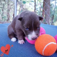 Solid Brown Embark OFA AKC - Nami, a female Siberian Husky for sale in Anderson, SC – 4 of 10