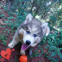Embark, AKC, & OFA, a female Siberian Husky for sale in Anderson, SC – 7 of 10