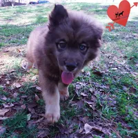 Solid Brown AKC OFA Embark, a male Siberian Husky for sale in Anderson, SC – Photo 5 of 10