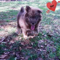 Solid Brown AKC OFA Embark, a male Siberian Husky for sale in Anderson, SC – Photo 8 of 10