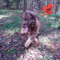 Solid Brown AKC OFA Embark, a male Siberian Husky for sale in Anderson, SC – Photo 7 of 10