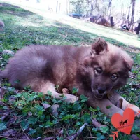 Solid Brown AKC OFA Embark, a male Siberian Husky for sale in Anderson, SC – Photo 4 of 10