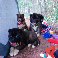 AKC Agouti Embark & OFA Parents, a female Siberian Husky for sale in Anderson, SC – 9 of 10