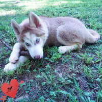 AKC OFA Red/white, a male Siberian Husky for sale in Anderson, SC – 7 of 10