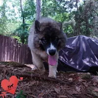 AKC Agouti Embark & OFA Parents, a female Siberian Husky for sale in Anderson, SC – 7 of 10