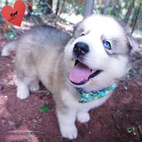 AKC OFA Embark Parents, a male Siberian Husky for sale in Anderson, SC – 2 of 10
