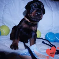 AKC Euro OFA & Embark - Sokka, a male Doberman Pinscher for sale in Anderson, SC – 2 of 10