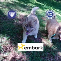 AKC Solid Brown, a female Siberian Husky for sale in Anderson, SC – Photo 1 of 9