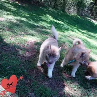 AKC Solid Brown, a female Siberian Husky for sale in Anderson, SC – Photo 5 of 9