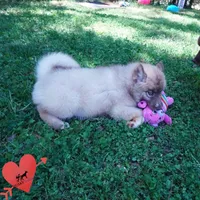 AKC Solid Brown, a female Siberian Husky for sale in Anderson, SC – Photo 2 of 9