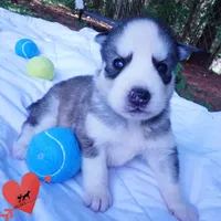 AKC OFA Embark Parents, a male Siberian Husky for sale in Anderson, SC – 5 of 10