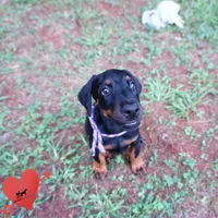 OFA & Embark Tested Parents, a female Doberman Pinscher for sale in Anderson, SC – 5 of 10