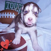 OFA & AKC Red/white, a male Siberian Husky for sale in Anderson, SC – 2 of 9