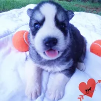Black/white AKC OFA Embark - Azteca, a male Siberian Husky for sale in Anderson, SC – 6 of 10