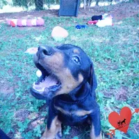 AKC Euro OFA & Embark - Amon, a male Doberman Pinscher for sale in Anderson, SC – 6 of 10