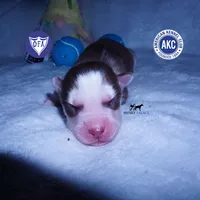 AKC OFA Red/white, a male Siberian Husky for sale in Anderson, SC – 1 of 6