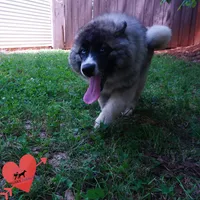 AKC Agouti Embark & OFA Parents, a female Siberian Husky for sale in Anderson, SC – 7 of 10