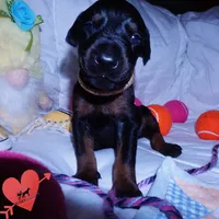 OFA & Embark Tested Parents, a female Doberman Pinscher for sale in Anderson, SC – 5 of 10