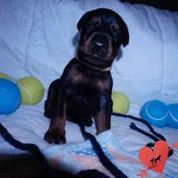 AKC Euro OFA & Embark - Sokka, a male Doberman Pinscher for sale in Anderson, SC – 7 of 10