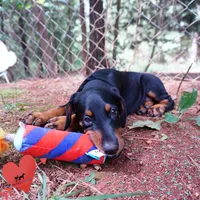 AKC Euro OFA & Embark - Amon, a male Doberman Pinscher for sale in Anderson, SC – 9 of 10