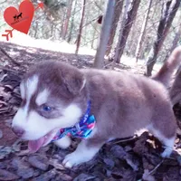 OFA & AKC Red/white, a male Siberian Husky for sale in Anderson, SC – 4 of 10