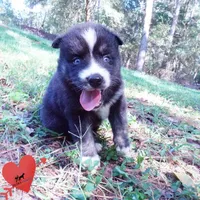 Health Tested Parents - Cyclops, a male Siberian Husky for sale in Anderson, SC – 7 of 10